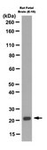 Anti-STMN2 Antibody, clone L5/1 clone L5/1, from mouse