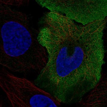 Anti-SMPX antibody produced in rabbit Prestige Antibodies&#174; Powered by Atlas Antibodies, affinity isolated antibody