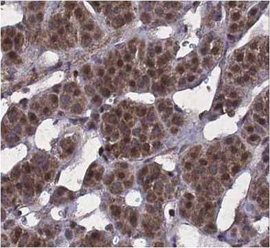 Anti-Dax1 Antibody from rabbit, purified by affinity chromatography