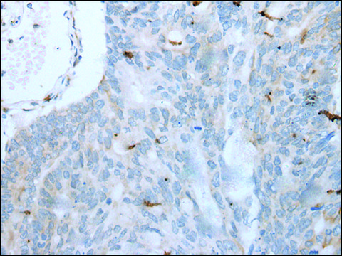 Anti-GKN1 affinity isolated antibody