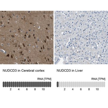 Anti-NUDCD3 antibody produced in rabbit Prestige Antibodies&#174; Powered by Atlas Antibodies, affinity isolated antibody, buffered aqueous glycerol solution, Ab3