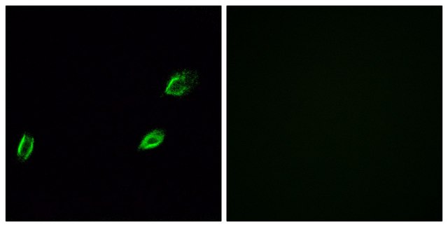 Anti-OLFML2A antibody produced in rabbit affinity isolated antibody