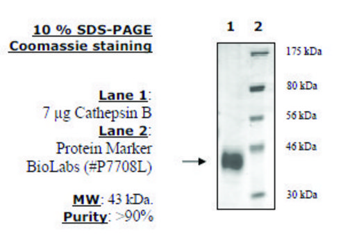 Cathepsin B Active 人 recombinant, expressed in FreeStyle&#8482; 293-F cells, &#8805;90% (SDS-PAGE)