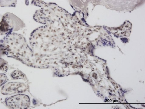 Monoclonal Anti-DCPS antibody produced in mouse clone 3E5, purified immunoglobulin, buffered aqueous solution