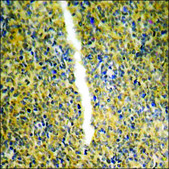 Anti-phospho-STAT6 (pTyr641) antibody produced in rabbit affinity isolated antibody