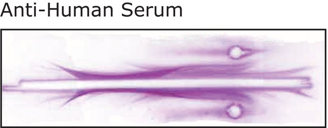 Anti-Human Serum antibody produced in rabbit fractionated antiserum, lyophilized powder