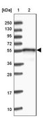 Anti-DNAJC3 antibody produced in rabbit Prestige Antibodies® Powered by Atlas Antibodies, affinity isolated antibody, buffered aqueous glycerol solution