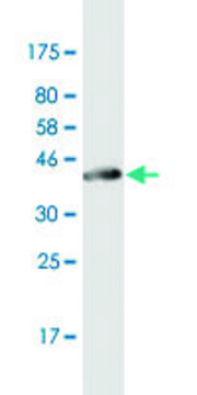 Monoclonal Anti-KRT75 antibody produced in mouse clone 3F9, purified immunoglobulin, buffered aqueous solution