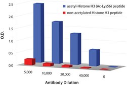 Anti-acetyl-Histone H3 [Ac-Lys56] IgG fraction of antiserum