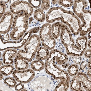 Anti-ENPP4 antibody produced in rabbit Prestige Antibodies&#174; Powered by Atlas Antibodies, affinity isolated antibody, buffered aqueous glycerol solution