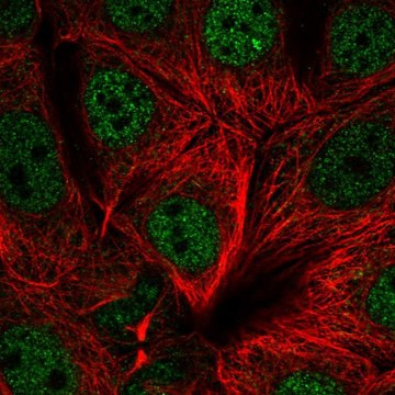 Anti-UBR5 antibody produced in rabbit Prestige Antibodies&#174; Powered by Atlas Antibodies, affinity isolated antibody