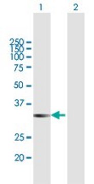 Anti-LGALS8 antibody produced in mouse purified immunoglobulin, buffered aqueous solution