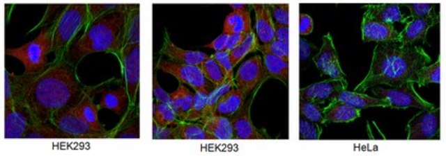 Anti-NUBP1 Antibody from rabbit, purified by affinity chromatography