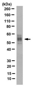 Anti-Tau Antibody, clone TNT-2 clone TNT-2, from mouse