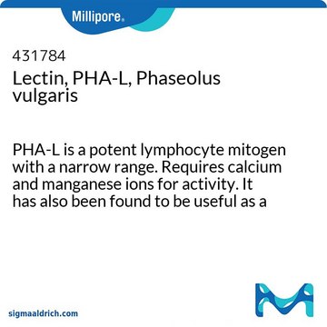 Lectin, PHA-L, Phaseolus vulgaris PHA-L is a potent lymphocyte mitogen with a narrow range. Requires calcium and manganese ions for activity. It has also been found to be useful as a specific marker in anterograde neuronal tracing. Elution: 100 mM acetic acid.