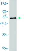 Monoclonal Anti-C6orf139 antibody produced in mouse clone 2B5-2D12, purified immunoglobulin, buffered aqueous solution