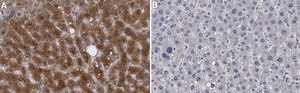 Anti-TOM1 Antibody, clone 1K10 ZooMAb® Rabbit Monoclonal recombinant, expressed in HEK 293 cells