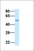 Anti-LSM14A (ab2) antibody produced in rabbit affinity isolated antibody
