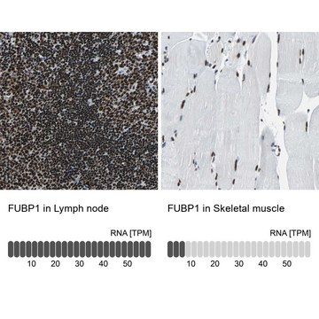 抗-FUBP1 兔抗 Prestige Antibodies&#174; Powered by Atlas Antibodies, affinity isolated antibody, buffered aqueous glycerol solution