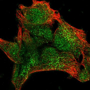 Anti-UPF3A antibody produced in rabbit Prestige Antibodies&#174; Powered by Atlas Antibodies, affinity isolated antibody