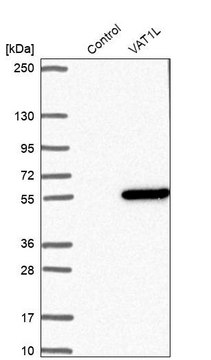 Anti-VAT1L antibody produced in rabbit Prestige Antibodies&#174; Powered by Atlas Antibodies, affinity isolated antibody, buffered aqueous glycerol solution