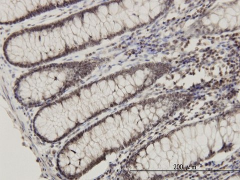 Monoclonal Anti-RPL14 antibody produced in mouse clone 1B4, purified immunoglobulin, buffered aqueous solution