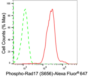 KD-Validated Anti-phospho-Rad17 (Ser656) Antibody, clone 24GB795, Rabbit Monoclonal clone 24GB795, recombinant rabbit monoclonal, expressed in HEK293 cells