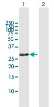 Anti-RPA4 antibody produced in rabbit purified immunoglobulin, buffered aqueous solution