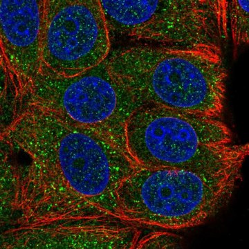 Anti-TAB2 antibody produced in rabbit Prestige Antibodies&#174; Powered by Atlas Antibodies, affinity isolated antibody