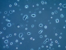 LbetaT2 Mouse Pituitary Gonadotrope Cell Line