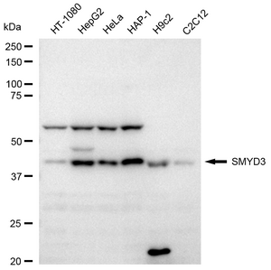 KD-Validated Anti SMYD3 Antibody, clone 24GB2260, Rabbit Monoclonal clone 24GB2260, recombinant rabbit monoclonal, expressed in HEK293 cells