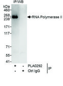 Goat anti-RNA Polymerase II Antibody, Affinity Purified Powered by Bethyl Laboratories, Inc.