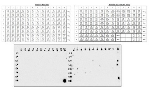 Anti-Acetyl Lysine, Pan, clone RM101 Antibody clone RM101, from rabbit, purified by affinity chromatography