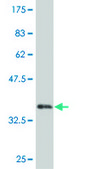 ANTI-MEOX1 antibody produced in mouse clone 3D6, purified immunoglobulin, buffered aqueous solution