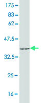 Monoclonal Anti-ACSL1 antibody produced in mouse clone 3G4, purified immunoglobulin, buffered aqueous solution