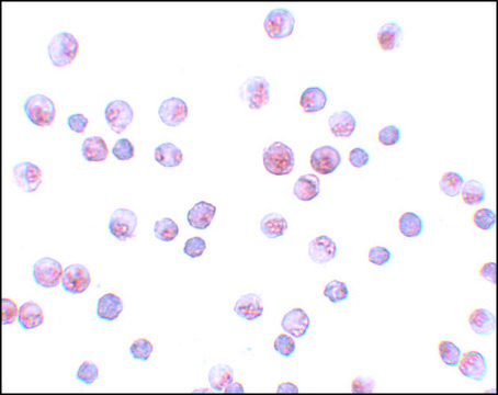 Anti-FOXO1 antibody produced in rabbit affinity isolated antibody, buffered aqueous solution