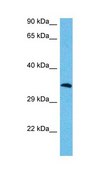 Anti-MAFA affinity isolated antibody