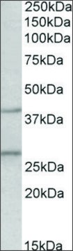 Anti-Fgf23 antibody produced in goat affinity isolated antibody, buffered aqueous solution