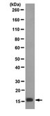 Anti-unmethylated-Histone H3 (Lys9) Antibody, clone 9B1-2G6, Trial Size clone 9B1-2G6, from mouse
