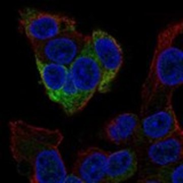 Anti-FGG antibody produced in rabbit Prestige Antibodies&#174; Powered by Atlas Antibodies, affinity isolated antibody, buffered aqueous glycerol solution