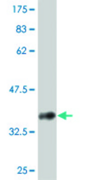 ANTI-ABL2 antibody produced in mouse clone 2H8, purified immunoglobulin, buffered aqueous solution