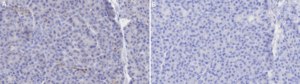 Anti-VIP Antibody, clone 2N7 ZooMAb® Rabbit Monoclonal recombinant, expressed in HEK 293 cells