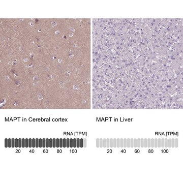 Anti-MAPT antibody produced in rabbit Prestige Antibodies&#174; Powered by Atlas Antibodies, affinity isolated antibody, buffered aqueous glycerol solution