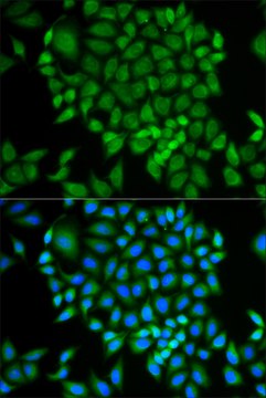 Anti-GLRX antibody produced in rabbit affinity isolated antibody