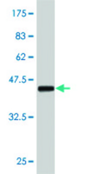 Monoclonal Anti-ERBB2 antibody produced in mouse clone 4B8, purified immunoglobulin, buffered aqueous solution