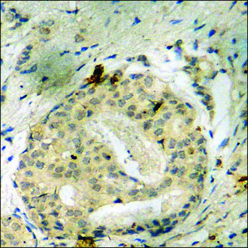 Anti-phospho-G3BP-1 (pSer232) antibody produced in rabbit affinity isolated antibody