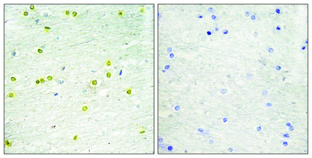 Anti-Histone H3 antibody produced in rabbit affinity isolated antibody