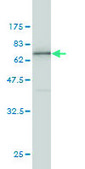 Monoclonal Anti-ANXA2, (C-terminal) antibody produced in mouse clone 1G7, purified immunoglobulin, buffered aqueous solution