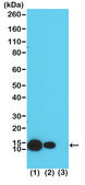 Anti-Acetyl-Histone H4 (Lys8) antibody, Rabbit monoclonal recombinant, expressed in HEK 293 cells, clone RM201, purified immunoglobulin