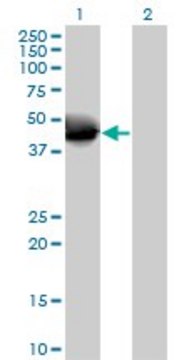 Anti-NOV antibody produced in mouse purified immunoglobulin, buffered aqueous solution